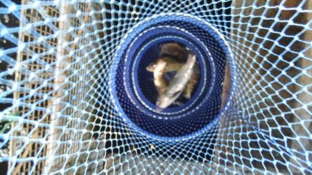 室内釣堀(鯉1匹、フナ6匹)