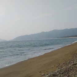 ヒラメ、サゴシを狙いに