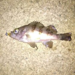 極寒のライトゲーム