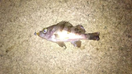 極寒のライトゲーム