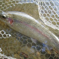 大安トラウトレイク 釣果