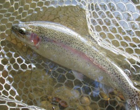 大安トラウトレイク 釣果