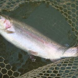 大安トラウトレイク 釣果