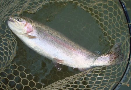 大安トラウトレイク 釣果