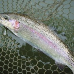大安トラウトレイク 釣果