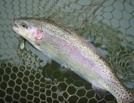 大安トラウトレイク 釣果