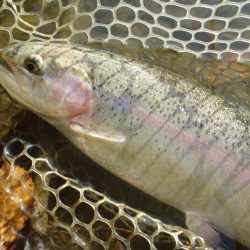 大安トラウトレイク 釣果