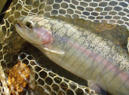 大安トラウトレイク 釣果