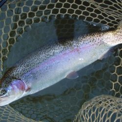 大安トラウトレイク 釣果