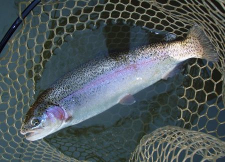 大安トラウトレイク 釣果