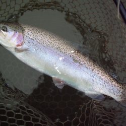 大安トラウトレイク 釣果