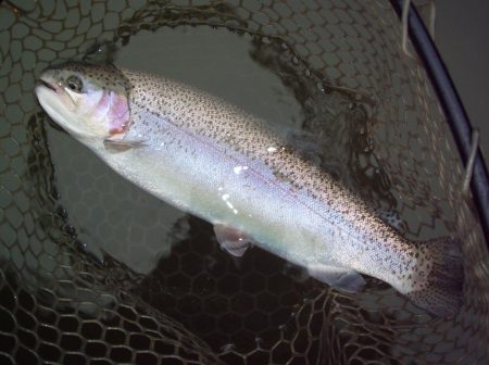 大安トラウトレイク 釣果