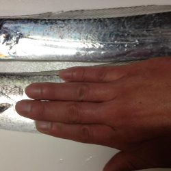 太刀魚、ヤリイカが釣れています