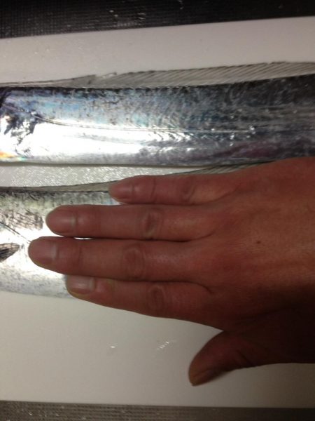 太刀魚、ヤリイカが釣れています