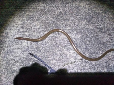 焼津港　シーバス、カサゴ好調　石津浜ではヤリにかわりスルメ！？