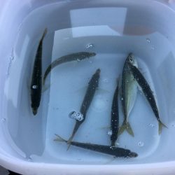 激シブのデイアジング