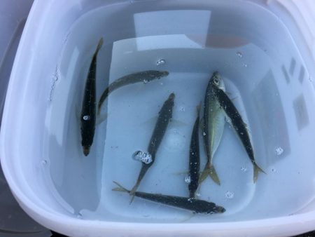 激シブのデイアジング