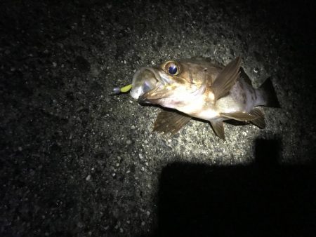 今シーズン最大！