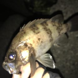 メバリング釣行第3弾