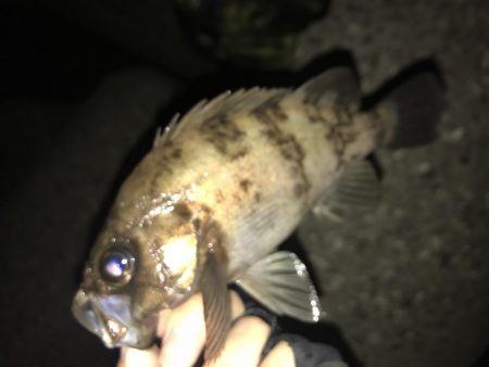 メバリング釣行第3弾