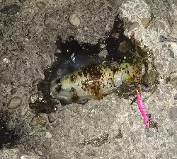 エギング釣行その5 今年初のキロUp!