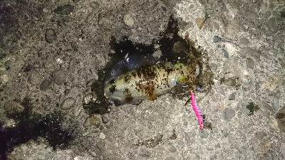 エギング釣行その5 今年初のキロUp!