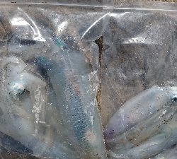 エギング釣行その5