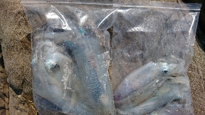 エギング釣行その5