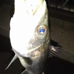 愛しいドブ川にて♪