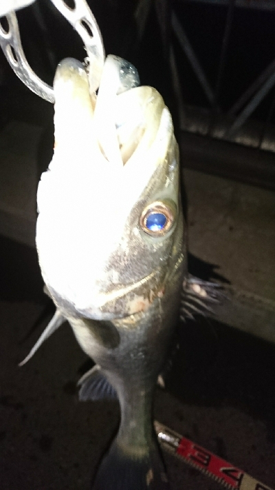 愛しいドブ川にて♪