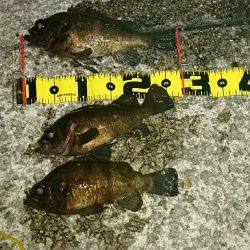 久しぶりの釣行く