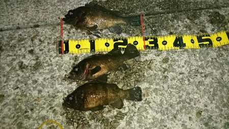 久しぶりの釣行く