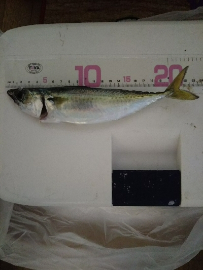 クーラー満タン