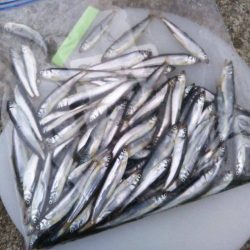 和歌山に家族でサビキ釣りに行こう！3月のファミリーフィッシング サビキ 稚鮎の釣り情報