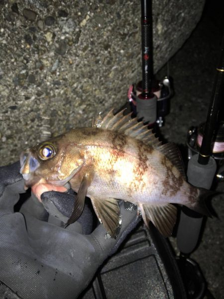 月下美人シリーズのタックルで4月・春のメバリング！