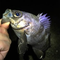 フロートリグでプカプカ