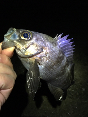 フロートリグでプカプカ