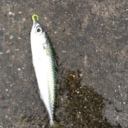 デイライトゲーム