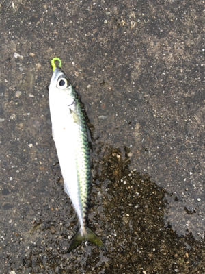 デイライトゲーム