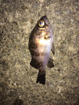 2018 初フィッシュ