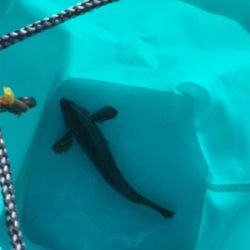 今年初フィッシュは人生初フィッシュ！