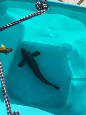 今年初フィッシュは人生初フィッシュ！