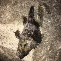 やっと今年初フィッシュ