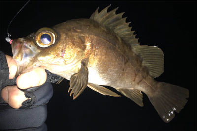 干潮時のサーフメバリング