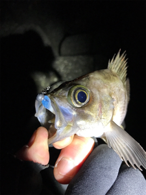 爆風メバリング