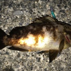 新作自作プラグでのメバリング