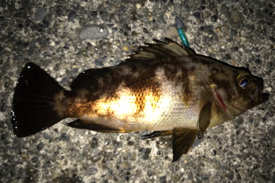 新作自作プラグでのメバリング