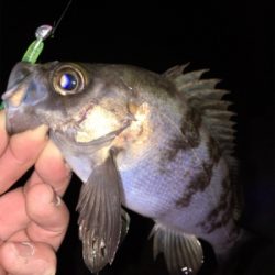 明石周辺メバリング