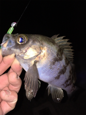 明石周辺メバリング