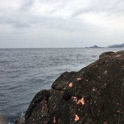 グレ浮きフカセ釣